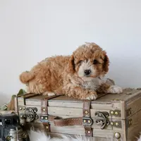 Quaker f1b cavapoo, a male Cavapoo for sale in Jewett, IL – Photo 4 of 4