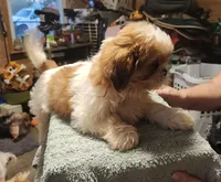 Bob, a male Shih Tzu for sale in Jewett, IL – 5 of 5