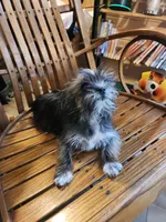 Blaze, a female Shih Tzu and Yorkshire Terrier for sale in Jewett, IL – 3 of 3