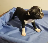 Boston boy, a male Boston Terrier for sale in Jewett, IL – 3 of 4