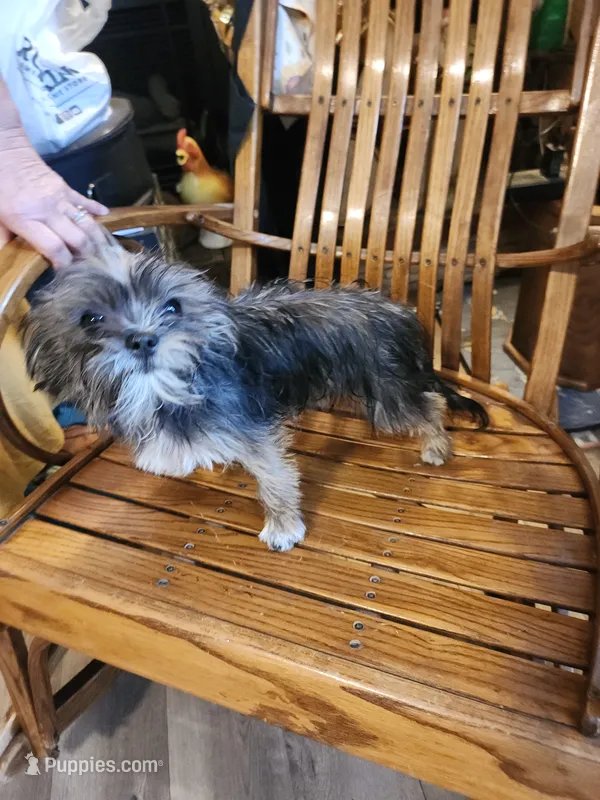 Blaze, a female Shih Tzu and Yorkshire Terrier for sale in Jewett, IL – 1 of 3