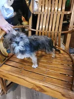 Blaze, a female Shih Tzu and Yorkshire Terrier for sale in Jewett, IL – 1 of 3