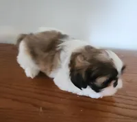 Shitzu girl, a female Shih Tzu for sale in Jewett, IL – Photo 2 of 6