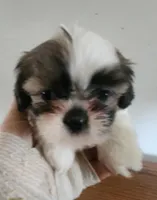 Shitzu girl, a female Shih Tzu for sale in Jewett, IL – Photo 5 of 6