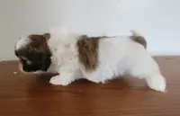 Shitzu girl, a female Shih Tzu for sale in Jewett, IL – Photo 3 of 6