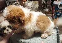 Bob, a male Shih Tzu for sale in Jewett, IL – 3 of 5