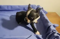 Boston girl, a female Boston Terrier for sale in Jewett, IL – 1 of 3