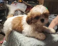 Bob, a male Shih Tzu for sale in Jewett, IL – 4 of 5