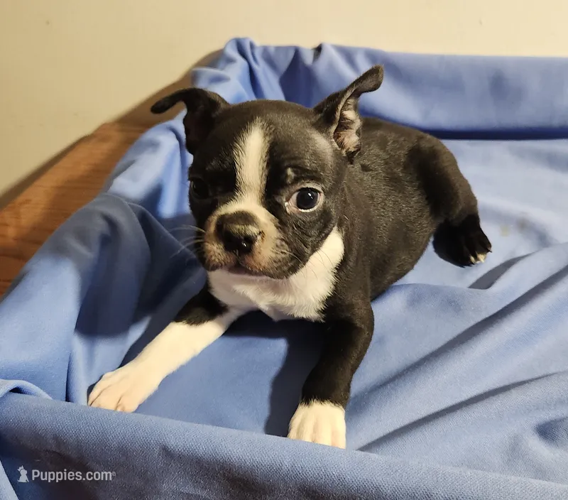 Boston boy – Boston Terrier puppy for sale in Jewett, IL