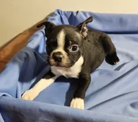 Boston boy, a male Boston Terrier for sale in Jewett, IL – 1 of 4
