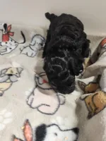 Blacky, a male Poodle - Miniature  for sale in Jewett, IL – Photo 2 of 4