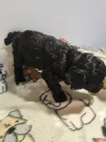 Blacky, a male Poodle - Miniature  for sale in Jewett, IL – Photo 4 of 4