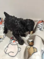 Blacky, a male Poodle - Miniature  for sale in Jewett, IL – Photo 1 of 4