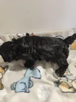 Blacky, a male Poodle - Miniature  for sale in Jewett, IL – Photo 3 of 4