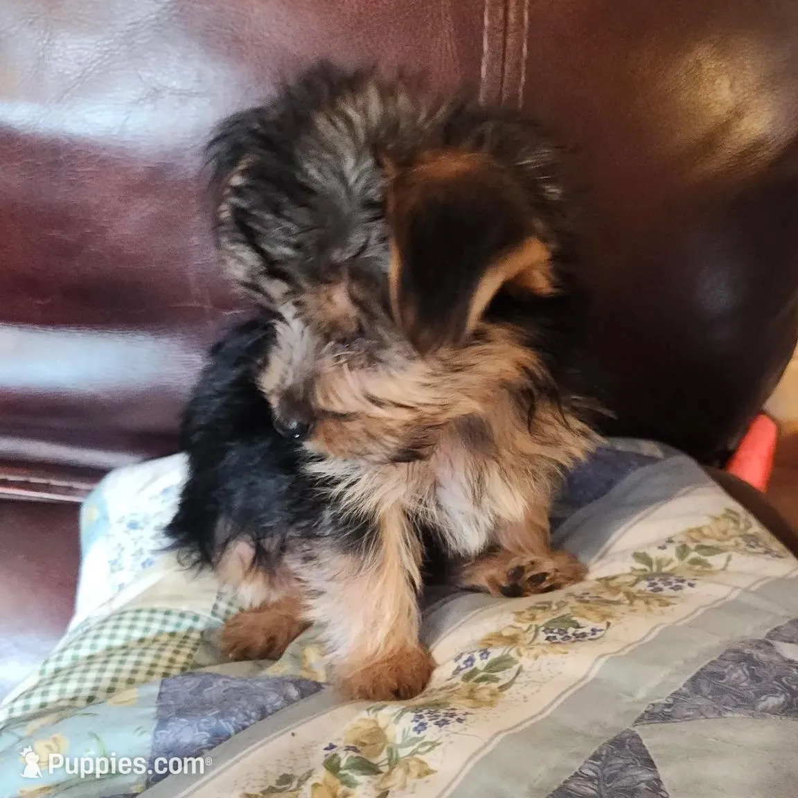 Blue Boy, a male Yorkshire Terrier for sale in Jewett, IL – Photo 5 of 6
