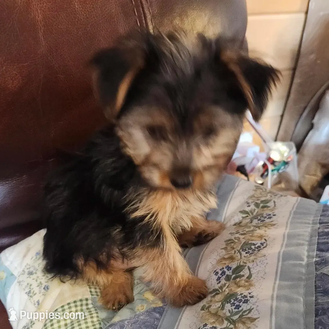 Blue Boy, a male Yorkshire Terrier for sale in Jewett, IL – Photo 3 of 6