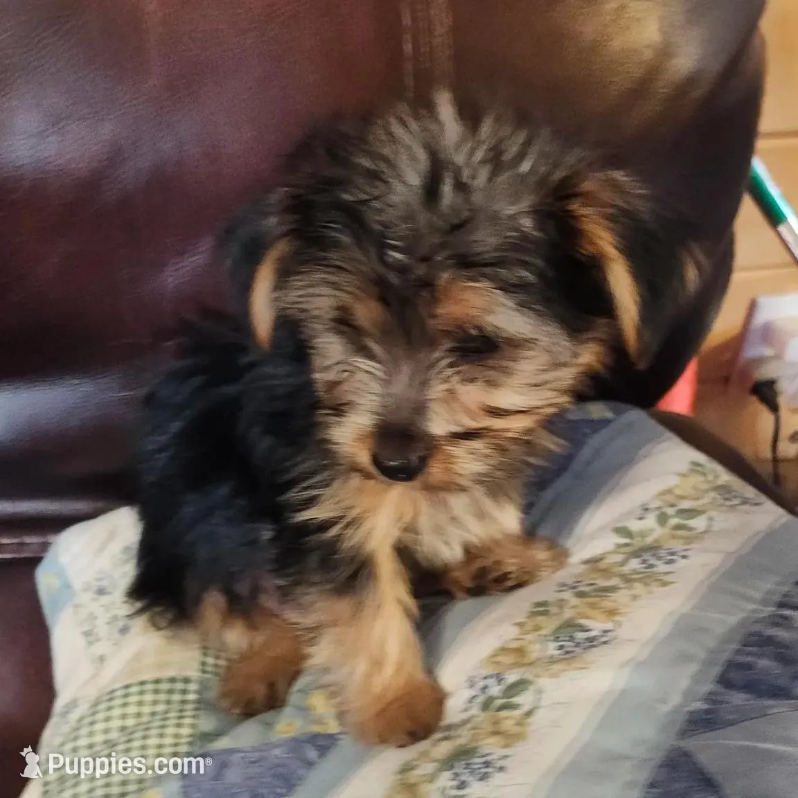 Blue Boy, a male Yorkshire Terrier for sale in Jewett, IL – Photo 2 of 6