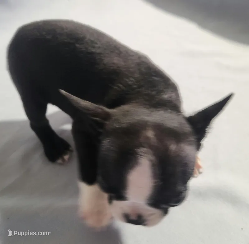 Little boy 2 – Boston Terrier puppy for sale in Jewett, IL