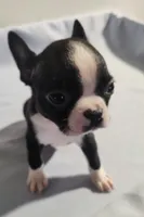 Little boy 2, a male Boston Terrier for sale in Jewett, IL – Photo 4 of 4