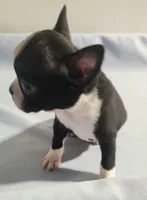 Little boy 2, a male Boston Terrier for sale in Jewett, IL – Photo 3 of 4