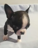 Little boy 2, a male Boston Terrier for sale in Jewett, IL – Photo 2 of 4