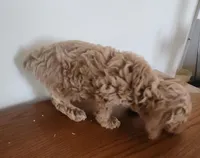 Red boy, a male Poodle - Miniature  for sale in Jewett, IL – Photo 4 of 4