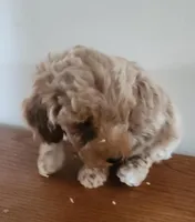 Red boy, a male Poodle - Miniature  for sale in Jewett, IL – Photo 2 of 4