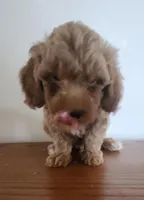 Red boy, a male Poodle - Miniature  for sale in Jewett, IL – Photo 1 of 4