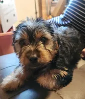 Zack, a male Yorkshire Terrier for sale in Jewett, IL – 5 of 5