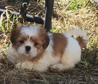 Tom, a male Shih Tzu for sale in Jewett, IL – 3 of 5