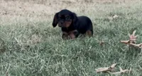 Queen, a female Cavalier King Charles Spaniel for sale in Lebanon, MO – 2 of 8