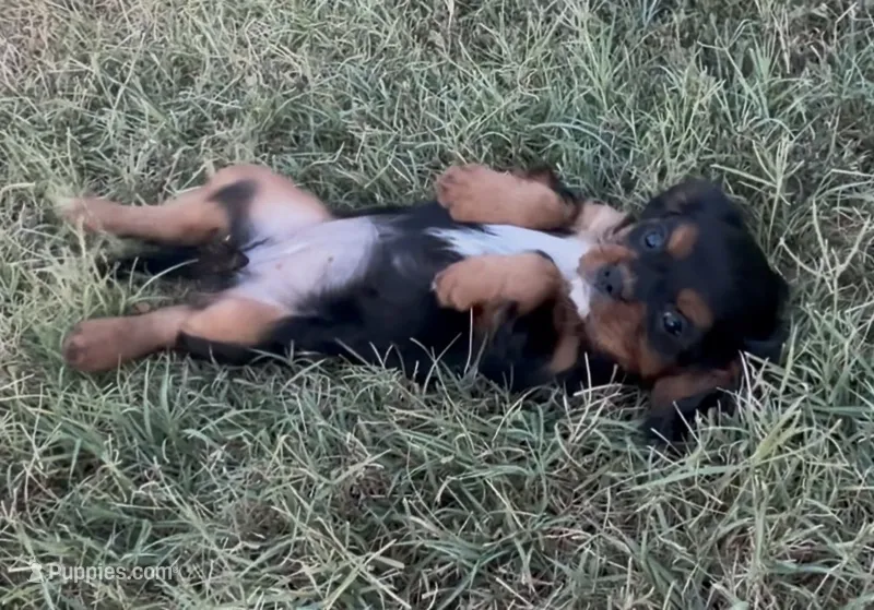 Little Lady – Cavalier King Charles Spaniel puppy for sale in Lebanon, MO