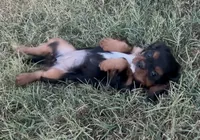 Little Lady, a female Cavalier King Charles Spaniel for sale in Lebanon, MO – 5 of 10