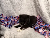 Storm, a male Pomeranian for sale in Lebanon, MO – 2 of 10