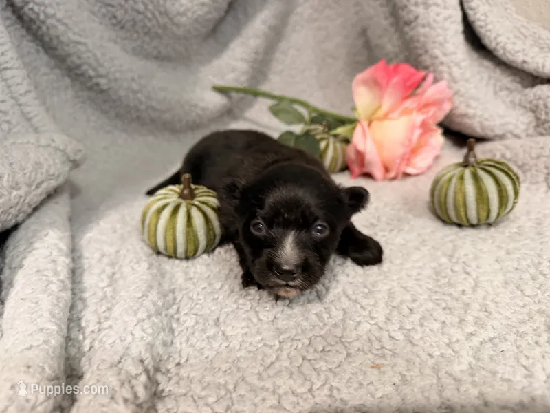 Penny – Pomeranian puppy for sale in Lebanon, MO