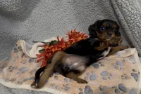 Little Lady, a female Cavalier King Charles Spaniel for sale in Lebanon, MO – 1 of 6