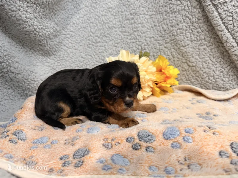 Diesel – Cavalier King Charles Spaniel puppy for sale in Lebanon, MO