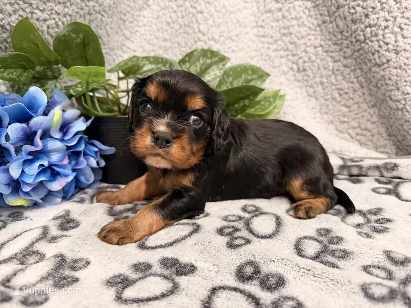 Diesel – Cavalier King Charles Spaniel puppy for sale in Lebanon, MO
