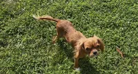 Poppy, a female Cavalier King Charles Spaniel for sale in Lebanon, MO – 4 of 7