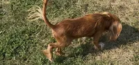 Poppy, a female Cavalier King Charles Spaniel for sale in Lebanon, MO – 3 of 7