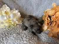 Gypsy, a female Pomeranian for sale in Lebanon, MO – Photo 2 of 3