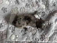 Gypsy, a female Pomeranian for sale in Lebanon, MO – Photo 1 of 3