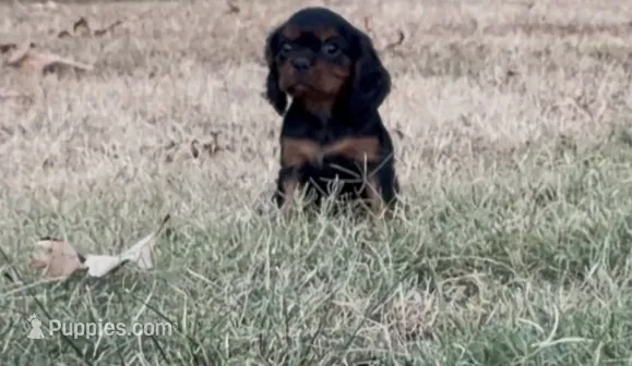 Queen – Cavalier King Charles Spaniel puppy for sale in Lebanon, MO
