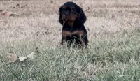 Queen, a female Cavalier King Charles Spaniel for sale in Lebanon, MO – 1 of 8