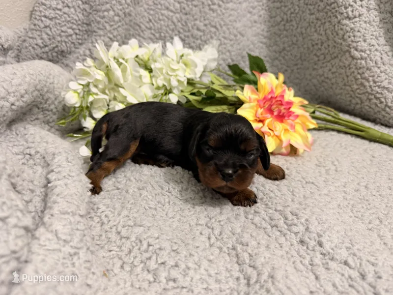 Queen – Cavalier King Charles Spaniel puppy for sale in Lebanon, MO
