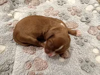 Faline, a female Cavalier King Charles Spaniel for sale in Lebanon, MO – 2 of 2