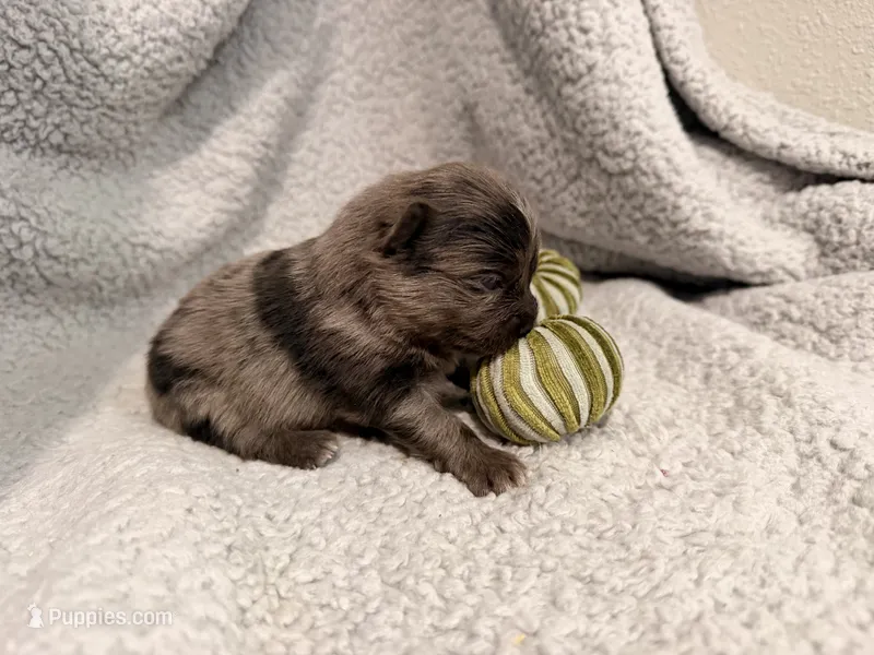 Savage – Pomeranian puppy for sale in Lebanon, MO