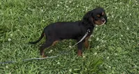Ebony, a female Cavalier King Charles Spaniel for sale in Lebanon, MO – Photo 3 of 7