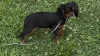 Ebony, a female Cavalier King Charles Spaniel for sale in Lebanon, MO – Photo 2 of 7