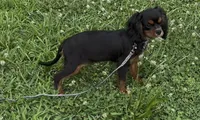 Ebony, a female Cavalier King Charles Spaniel for sale in Lebanon, MO – Photo 1 of 7
